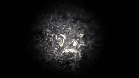 Melting Snowflake in Macro Stock Footage 182851476