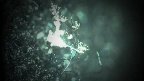 Melting Snowflake in Macro Stock Footage 182851765