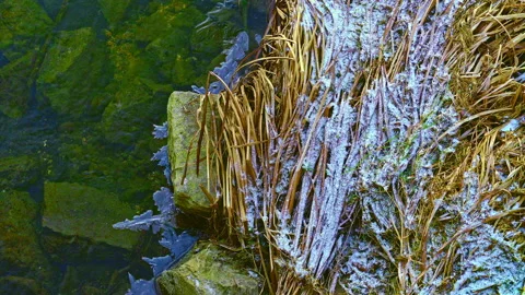 Melting stream with dry grass under the snow in the wetland of Pantano Zittola Stock Footage 170410611