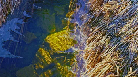 Melting stream with dry grass under the snow in the wetland of Pantano Zittola Stock Footage 170415860