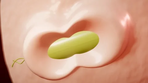 Membrane Edges Meet And Seal A Bacterium Inside A New Phagosome Stock Footage 344537337