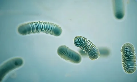 Membrane Protein Channels Microscopic Animation 4K Vídeo Stock 347105337