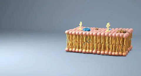 Membrane section of fluid lipid layers and subtle molecular detail - 3d ill.. Stock Illustration