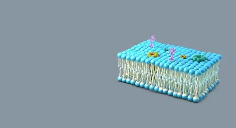 Membrane section of fluid lipid layers and subtle molecular detail - 3d ill.. Stock Illustration