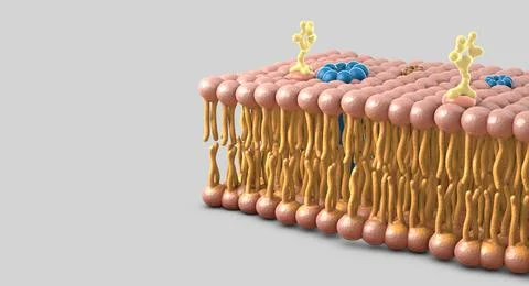 Membrane section of fluid lipid layers and subtle molecular detail - 3d ill.. Stock Illustration
