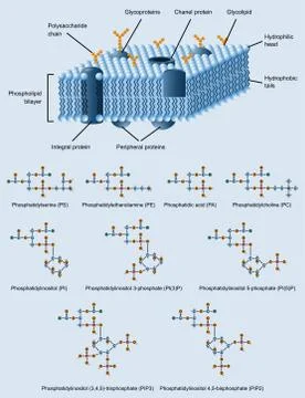 Membrane structure Stock Illustration
