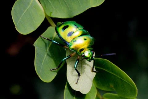 Membrane winged insect 库存照片