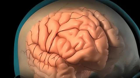 Membranes that protect the brain 스톡 일러스트