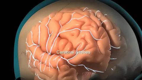 Membranes that protect the brain Stock-Illustration