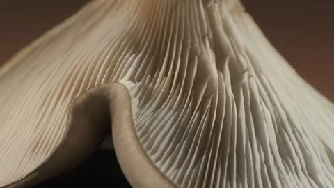 Membranous mushroom. Complex surface texture. Macro shot. Stock Photos