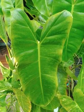 Memelong leaf Stock Photos