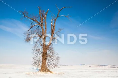 Memorable oak on the empty winter field Stock Photos