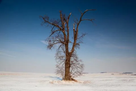 Memorable oak  库存照片