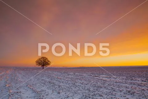 Memorable tree on the field in the frosty morning. Stock Photos