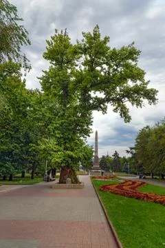 Memorial poplar tree on Square of Fallen Fighters. Volgograd Stock Photos