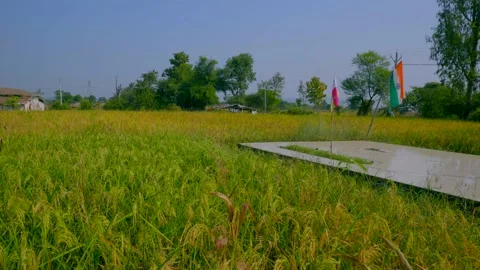 Memorial site and flag in rice farm Stock Footage 204787699