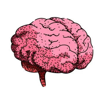 Memory brain sketch hand drawn vector Illustrazione stock