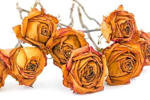 Memory Concept Collection of Dead Yellow Roses Stock Photos