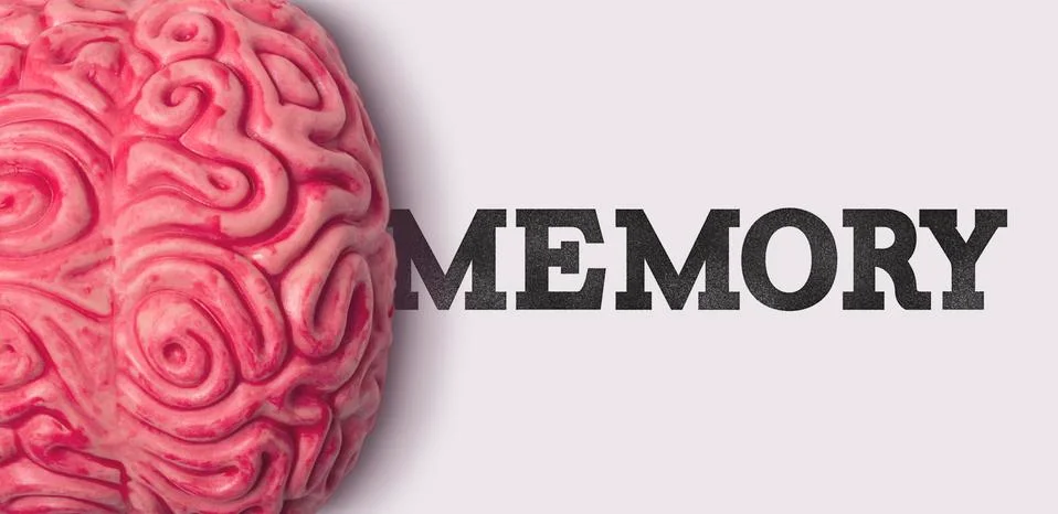 Memory word next to a human brain model Stock Photos