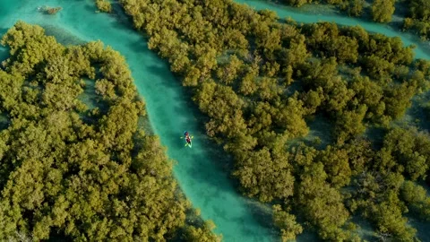 Men, Abu Dhabi, United Arab Emirates, Mangroves Stock Footage 300435641
