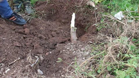 Men and hoe Stock Footage 58625906