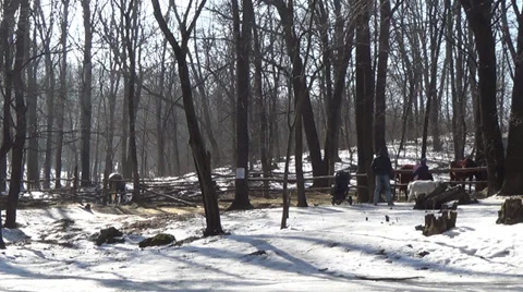 Men and horses in spring forest Stock Footage 36036577
