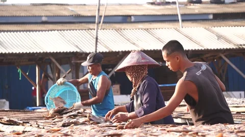 Men and woman sorting and drying fish. Stock Footage 323082829