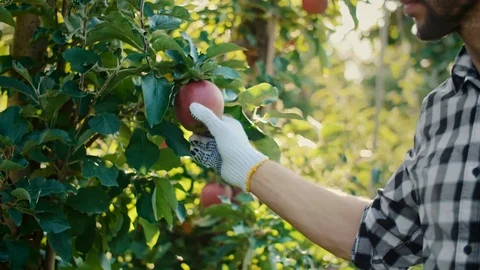Men in the apple orchard Stock Footage 117359599