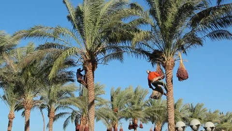 Men are harvesting dates on palm trees. Farmers harvest ripe dates Stock Footage