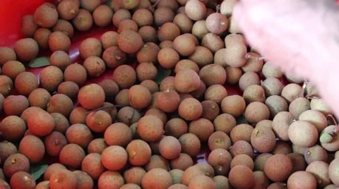 Men are harvesting fruit Stock Footage 58200540