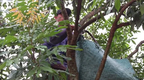 Men are harvesting fruit Stock-Footage 58200957