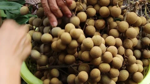 Men are harvesting fruit Stock Footage 58201173
