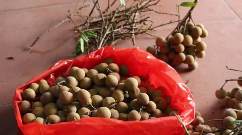 Men are harvesting fruit Stock Footage 58201212
