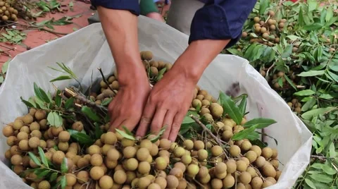 Men are harvesting fruit Stock Footage 58201253