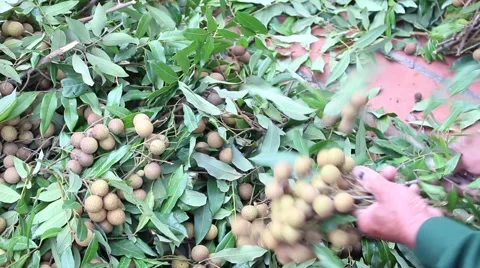 Men are harvesting fruit Stock Footage 58201307