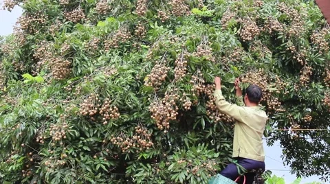 Men are harvesting fruit Stock Footage 58201607