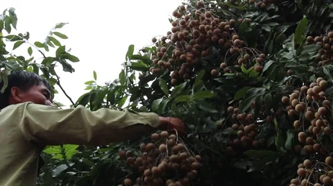 Men are harvesting fruit Stock Footage 58201762