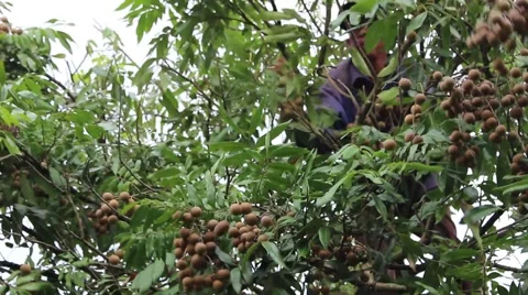 Men are harvesting fruit Video stock 58201850
