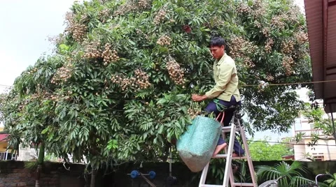 Men are harvesting fruit Stock Footage 58201973