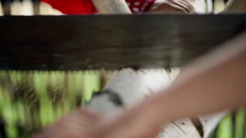 Men are sawing a tree use a saw Stock Footage 93682292