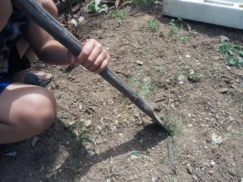 Men are using spade to cut grass. Stock Photos