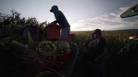 Men arranging baskets of loaded corn on a wagon on the back of a tractor as sun Stock Footage
