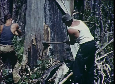 MEN WITH AXES CHOP MOUNTAIN ASH TREE: (1939) Stock Footage 257163651