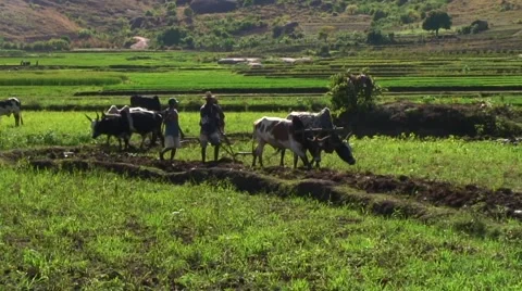Men behind wooden plows work on rice fields in madagascan highlands Stock Footage 60609096