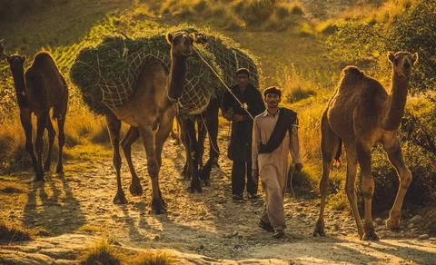 Men with camels Stock Photos
