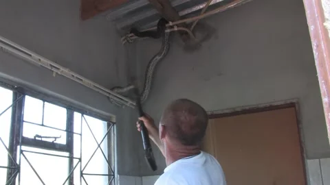Men carefully handle a massive African rock python From house Indoor Ceilin.. Stockbeeldmateriaal 332948576