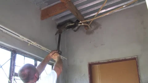 Men carefully handle a massive African rock python From house Indoor Ceilin.. Stockbeeldmateriaal 333149396