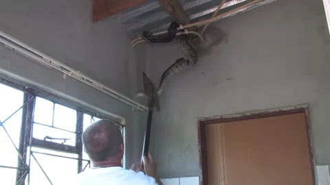 Men carefully handle a massive African rock python From house Indoor Ceilin.. Stockbeeldmateriaal 333592634
