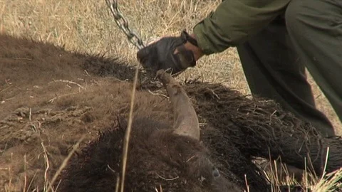 Men Chaining Bison Legs Stock Footage 98474405