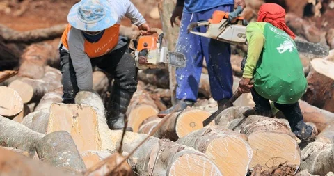 Men with chainsaws cut tree trunks on timber production and logging site Stock Footage 102590962